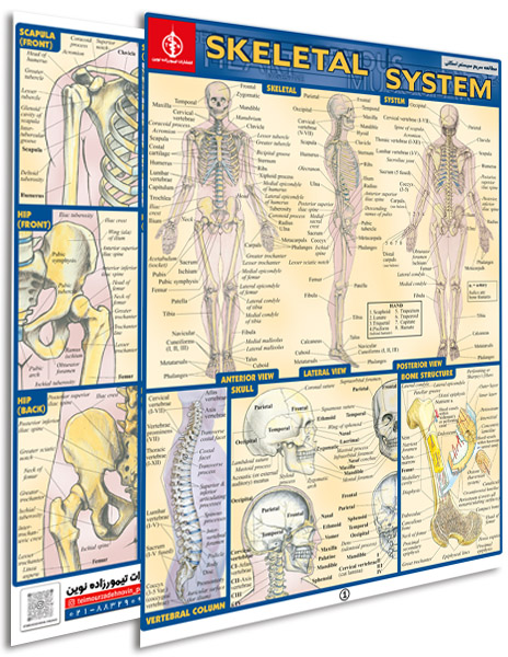 پوستر مطالعه سریع سیستم اسکلتی - پوستر